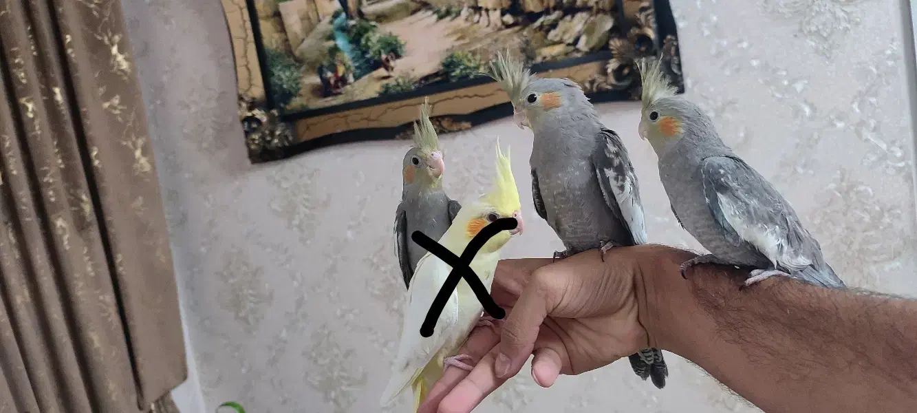 عروس سینامون ۳ماهه|پرنده|قم, زنبیل آباد|دیوار