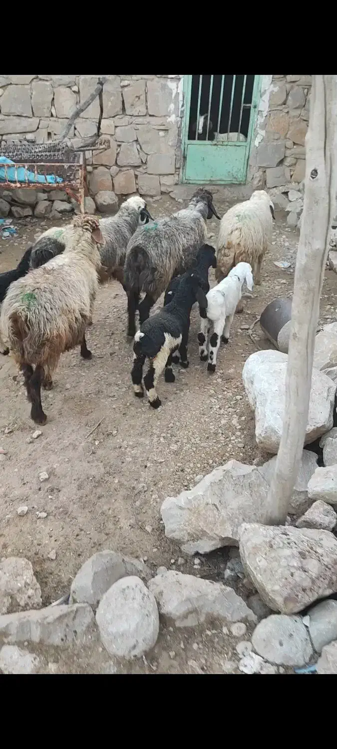 میش داشتی|حیوانات مزرعه|دهدشت, |دیوار