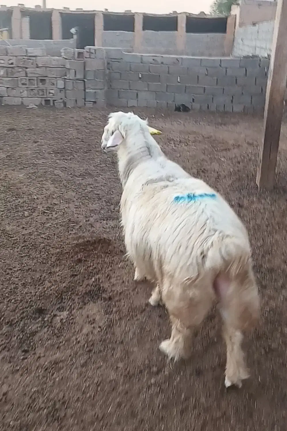 قوچ|حیوانات مزرعه|باوی, |دیوار