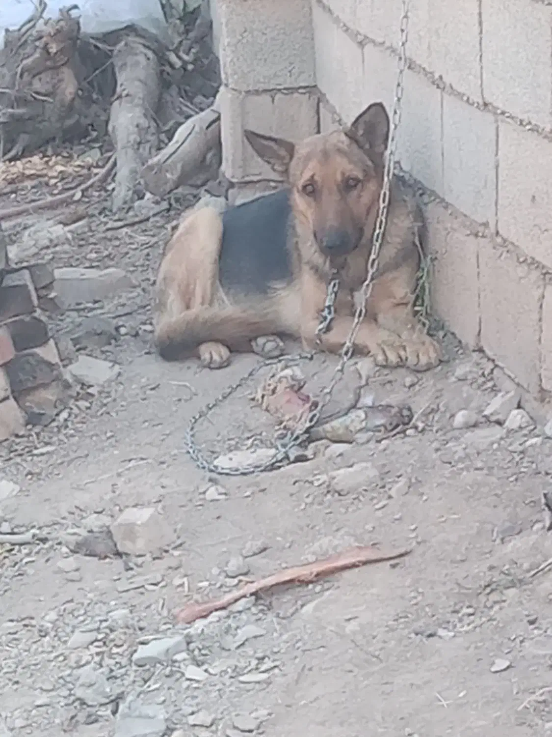 سگ ژرمن نر|سگ|تاکستان, |دیوار