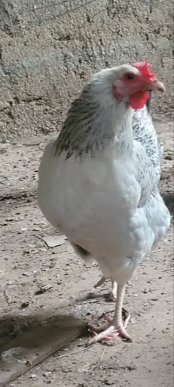 مرغ محلی تخم گزار|حیوانات مزرعه|قائمشهر, |دیوار