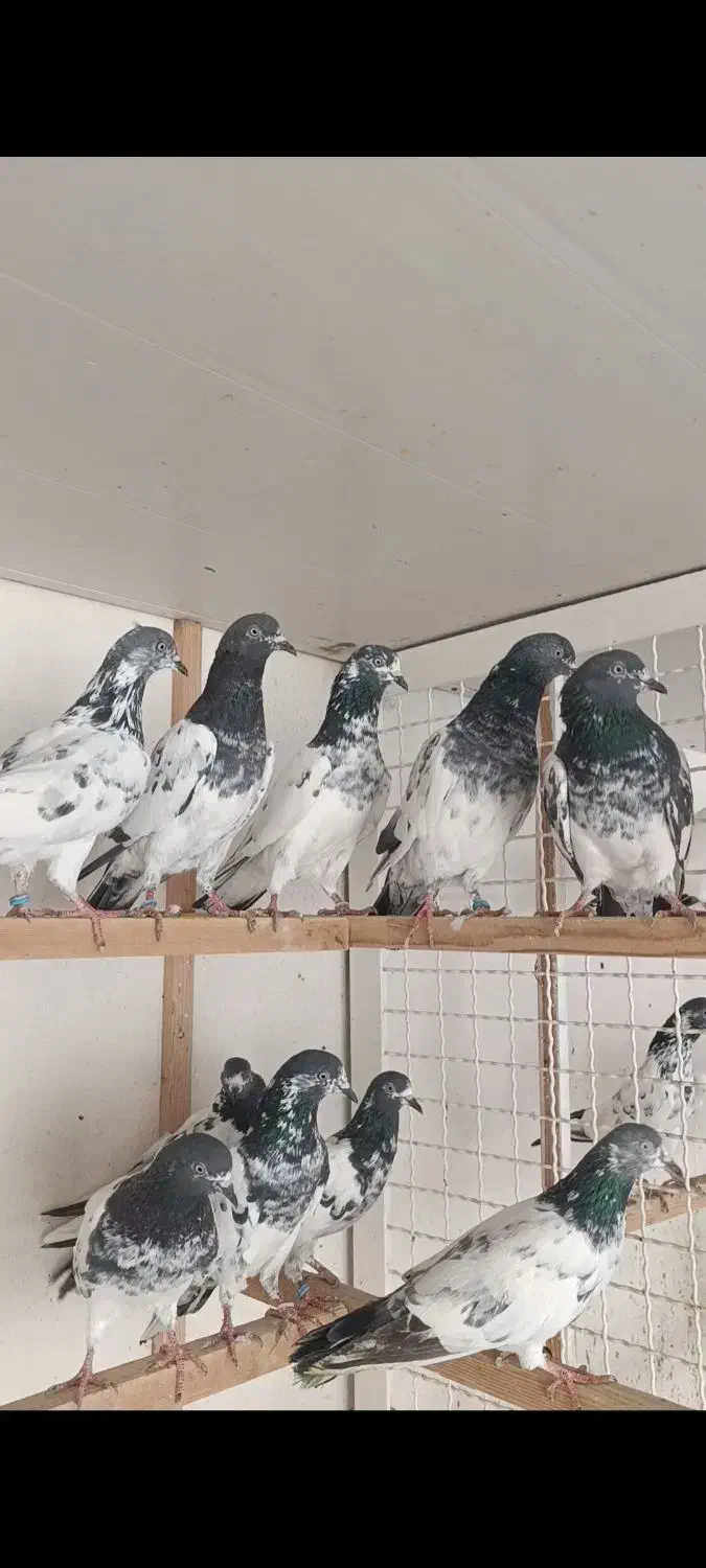 کبوتر ساعت سنگین|پرنده|رشت, تازه آباد|دیوار