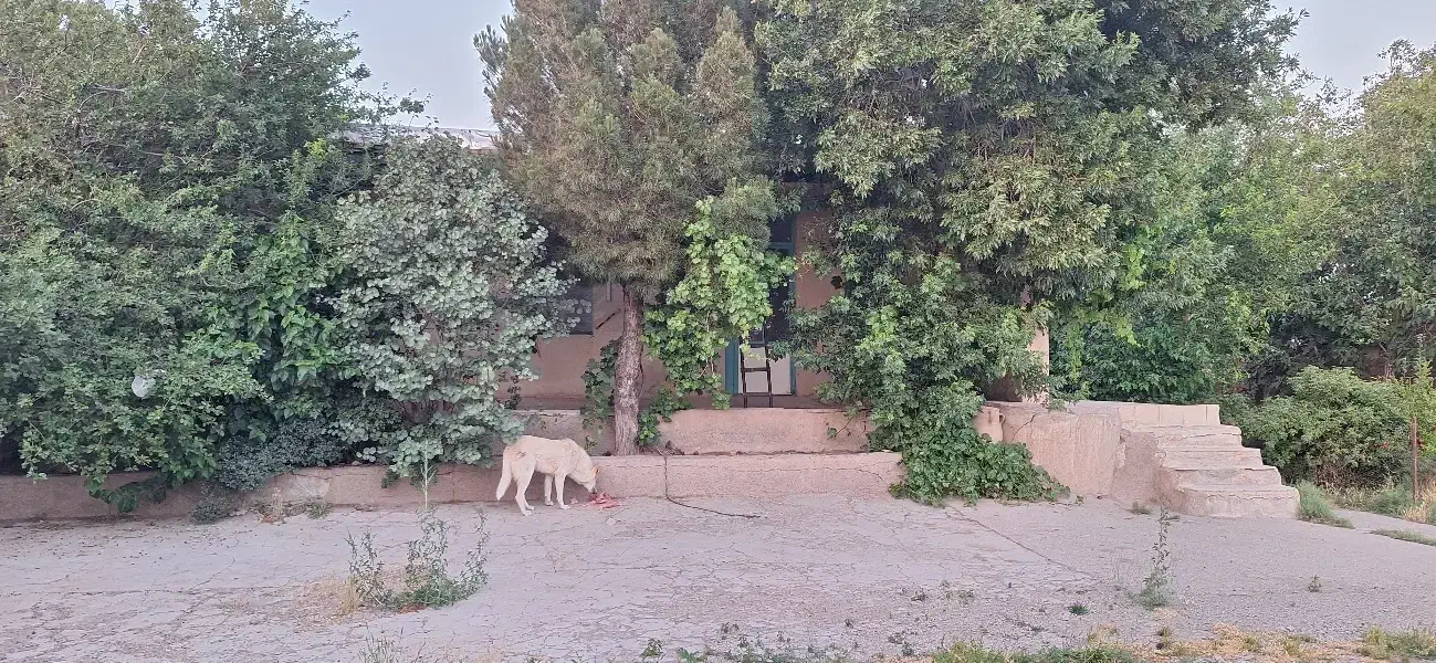 دامداری با امکانات و زمین مسکونی دشتابی|فروش دفتر صنعتی، کشاورزی، تجاری|تاکستان, |دیوار