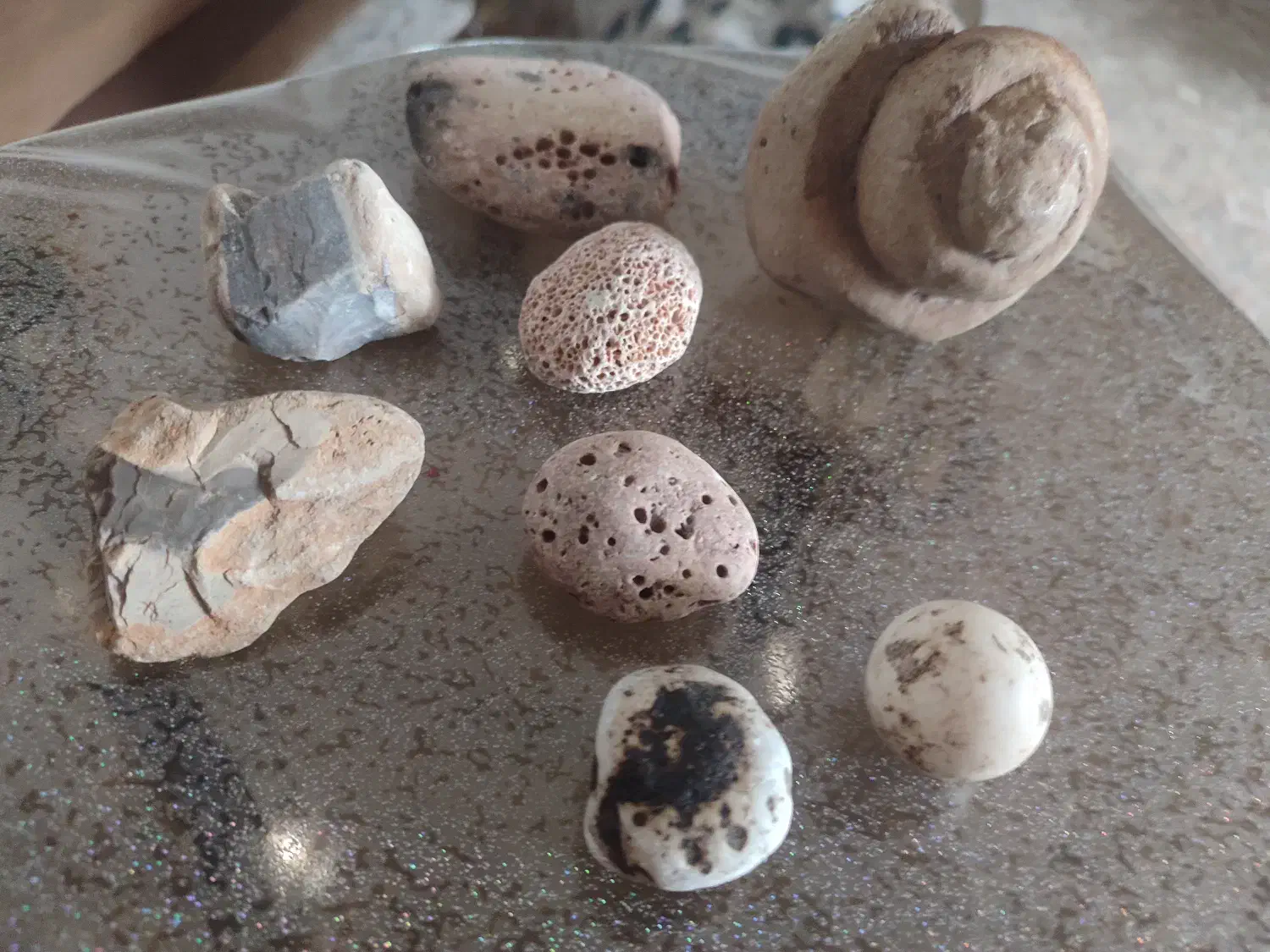 سنگ حلزونی|کلکسیون اشیاء عتیقه|شیراز, نصر|دیوار