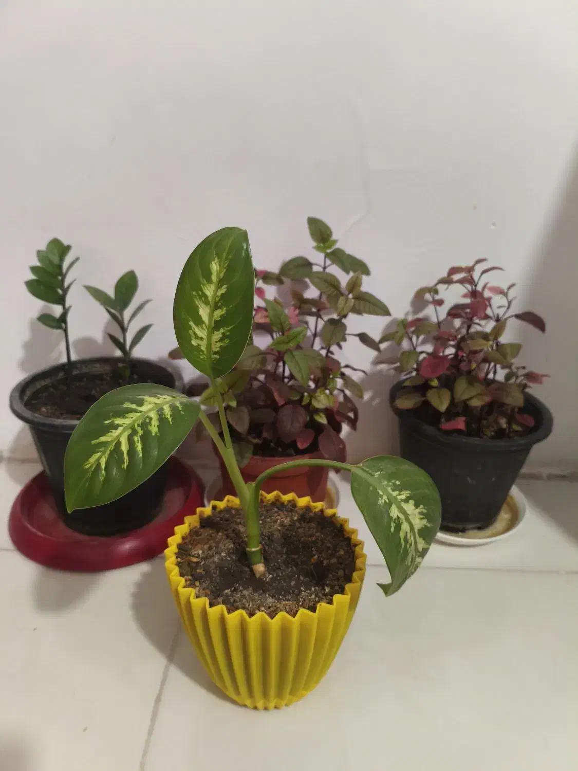 گل وگیاه|گل و گیاه طبیعی|مشهد, نظام دوست|دیوار