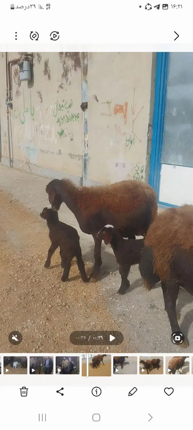 میش افشاری دوقلوزا|حیوانات مزرعه|ازنا, |دیوار