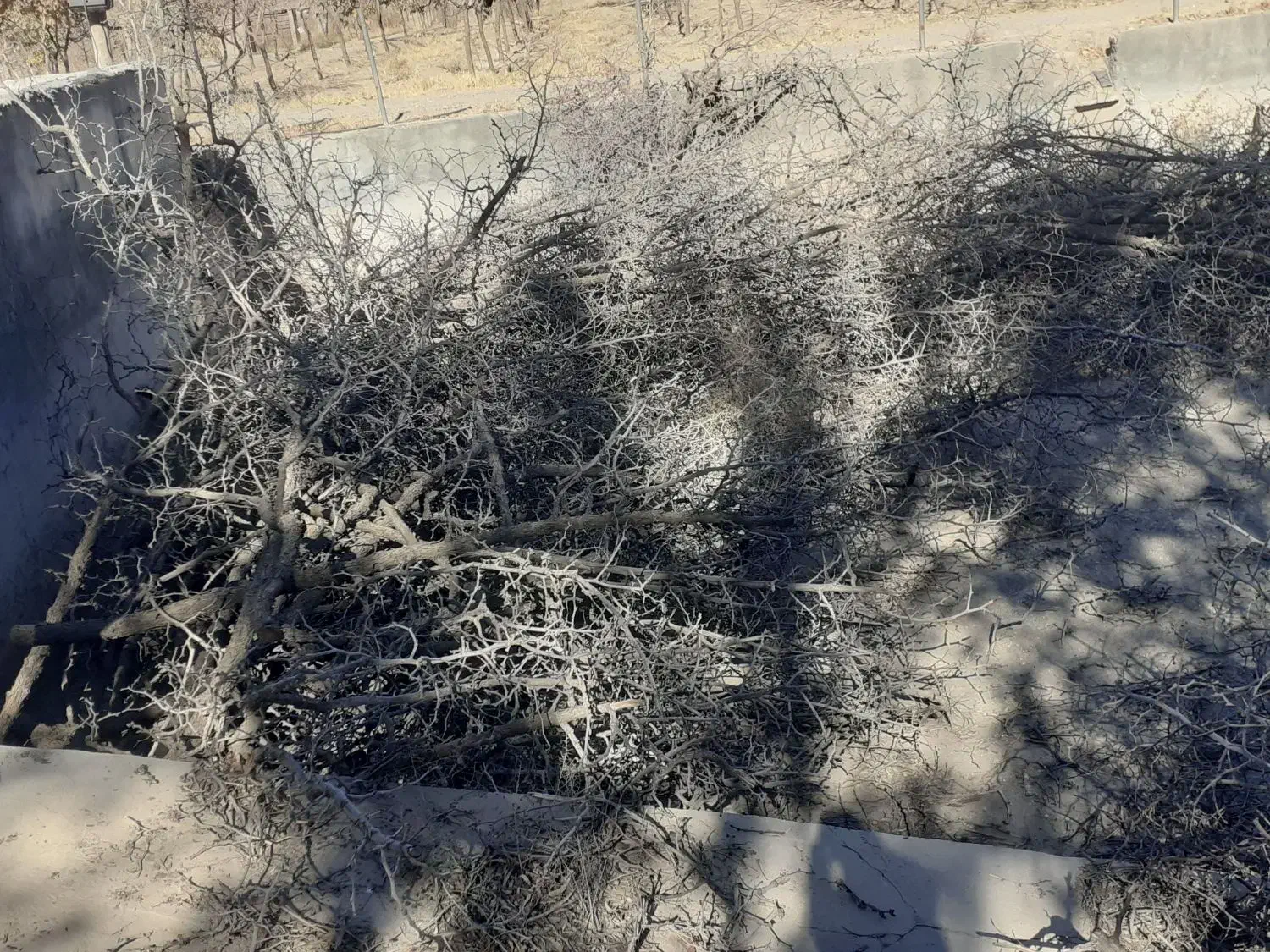 چوب خشک عناب وتوت .|لوازم جانبی حیوانات|بیرجند, |دیوار