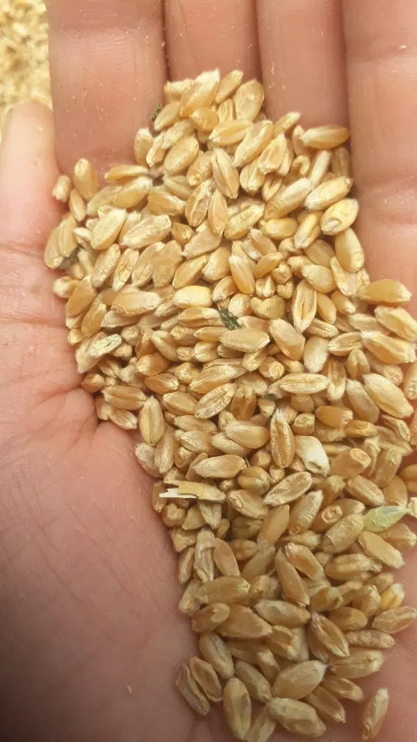 گندم|عمده‌فروشی|بردسیر, |دیوار