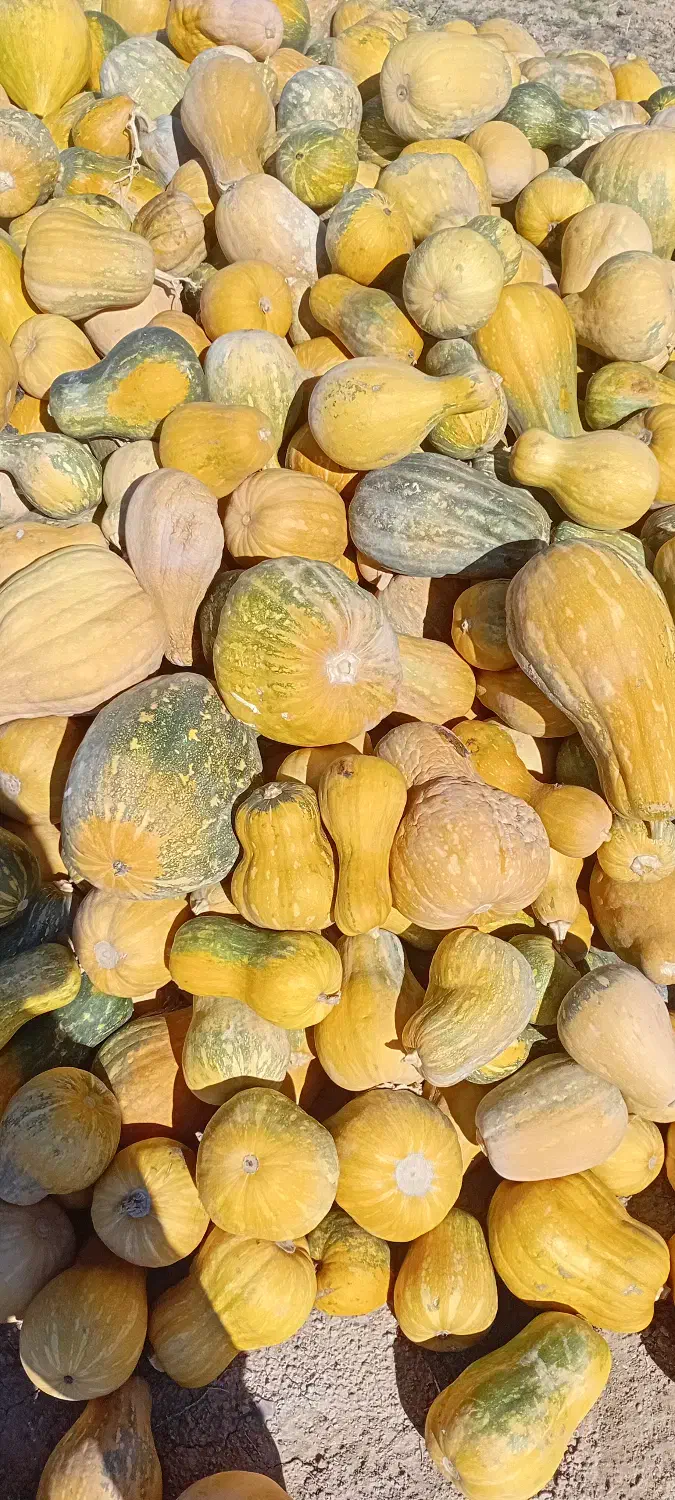 ضایعات کدو حلوایی بورانی برای دام|خوردنی و آشامیدنی|مرادلو, |دیوار