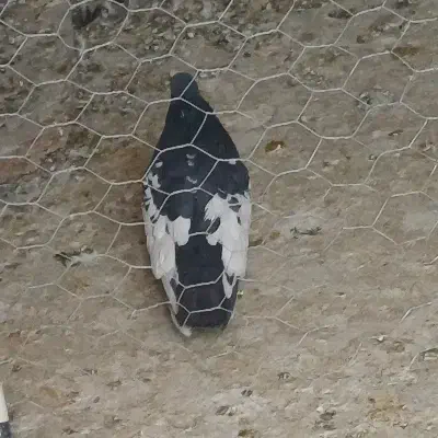 کفتر|پرنده|لنجان, |دیوار