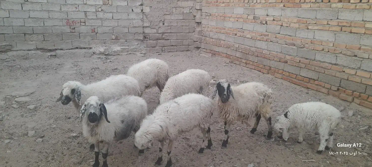 گوسفند|حیوانات مزرعه|خاش, |دیوار