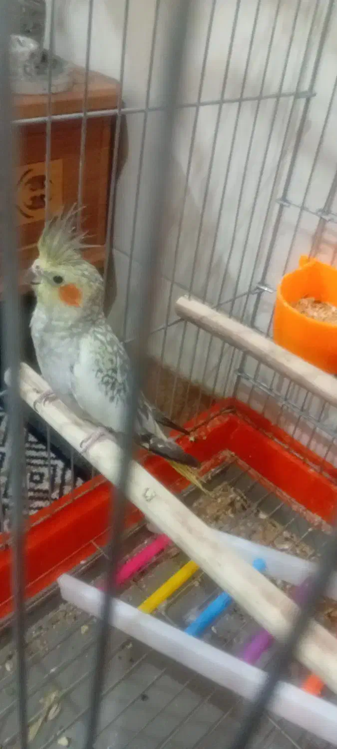 فروش عروس هلندی و کوتوله برزیلی|پرنده|لامرد, |دیوار