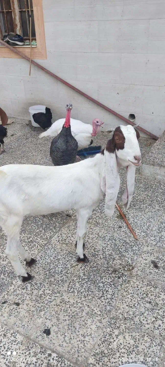 بز پاکستانی|حیوانات مزرعه|بندر دیر, |دیوار