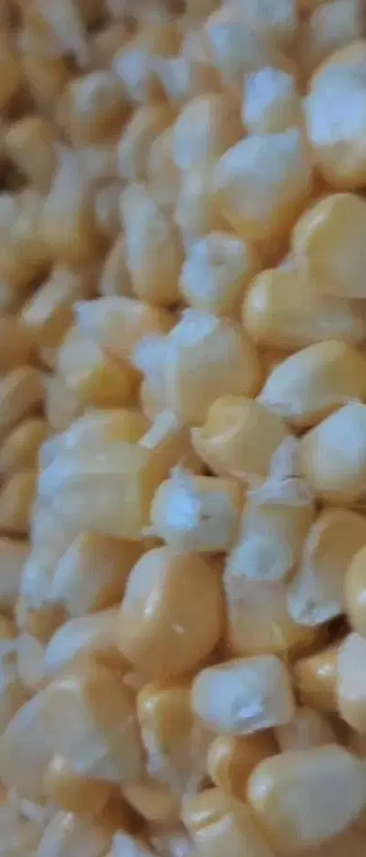 ذرت|خوردنی و آشامیدنی|اردبیل, |دیوار