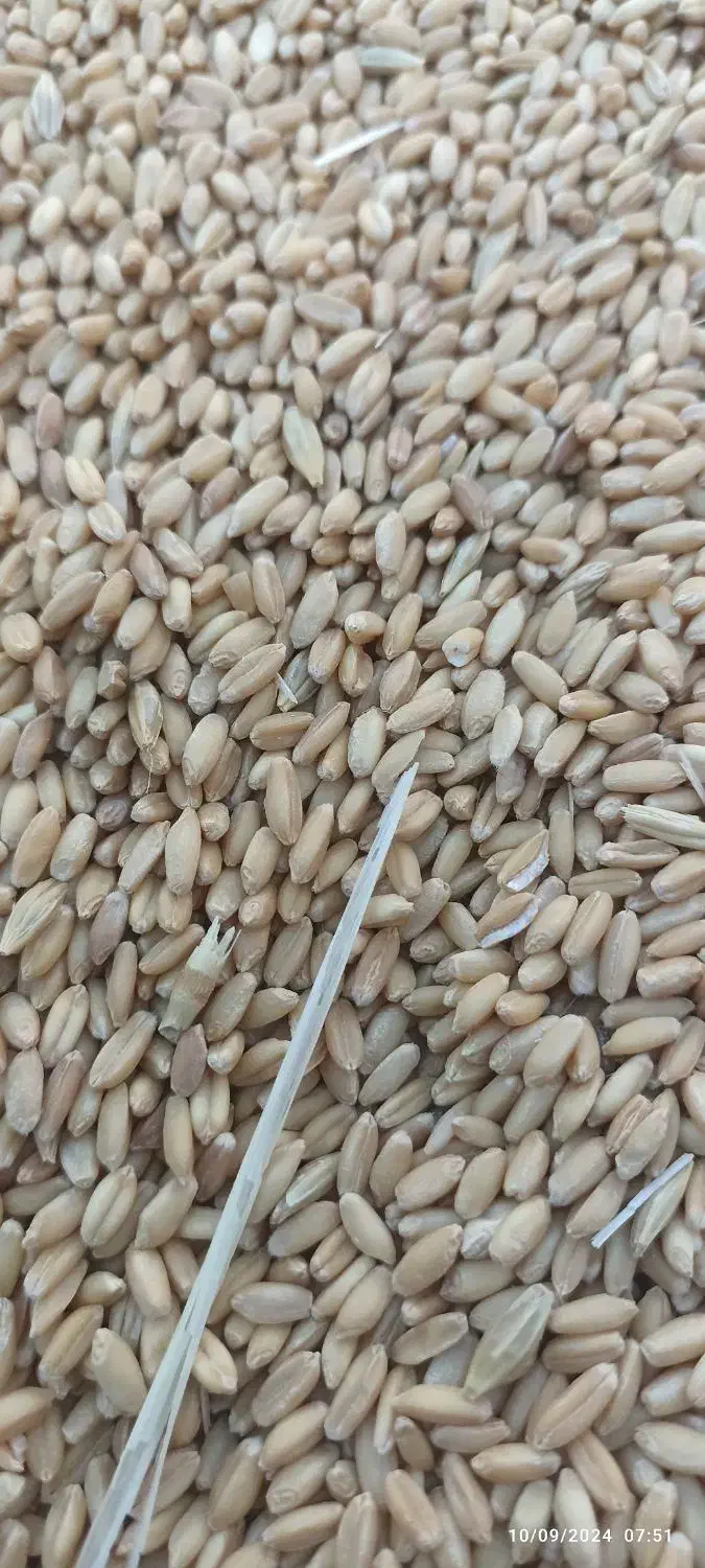 گندم دیم بوجاری شده|خدمات باغبانی و درختکاری|فیروزآباد (لرستان), |دیوار