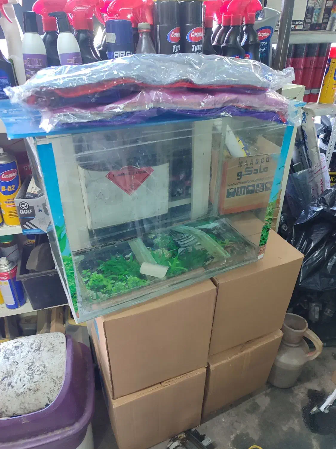 آکواریوم|ماهی|مرند, |دیوار