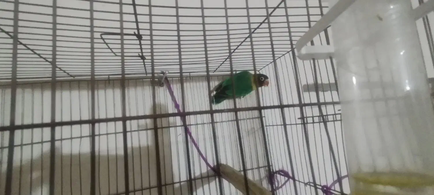 یک عدد طوطی برزیلی سبز سر سیاه|پرنده|برازجان, |دیوار