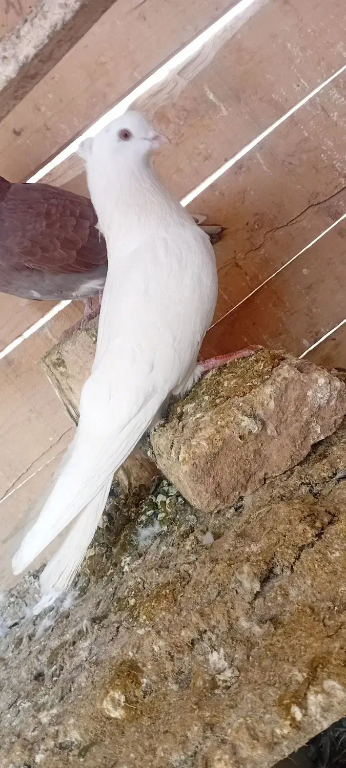 کفتر|پرنده|تبریز, |دیوار