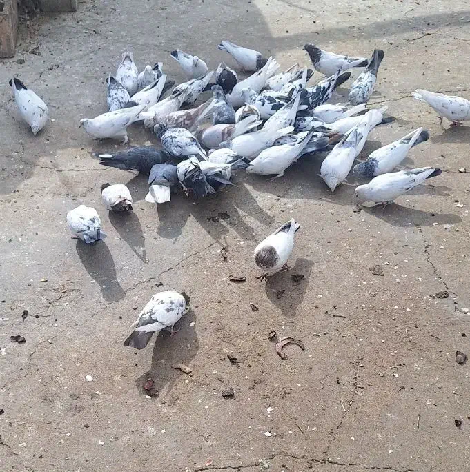 فروش یک بوم کبوتر|پرنده|خمینی‌شهر, |دیوار