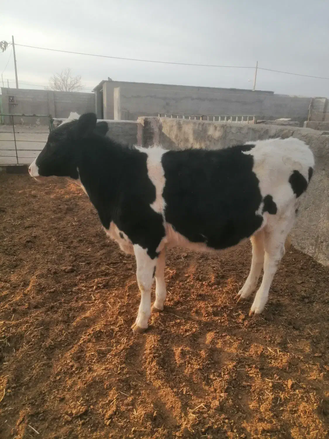 فروش یک عدد گوساله هلشتاین 11ماه ازمادر پرتولید|حیوانات مزرعه|سرایان, |دیوار