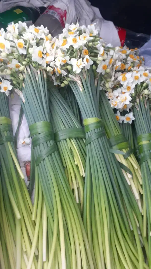 گل نرگس|گل و گیاه طبیعی|قائم‌شهر, |دیوار