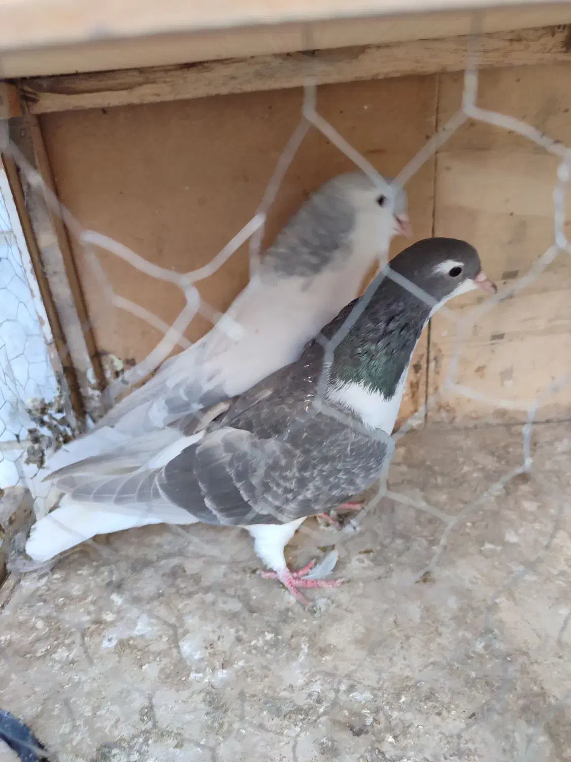 چن جفت کبوتر|پرنده|تهران, مسعودیه|دیوار