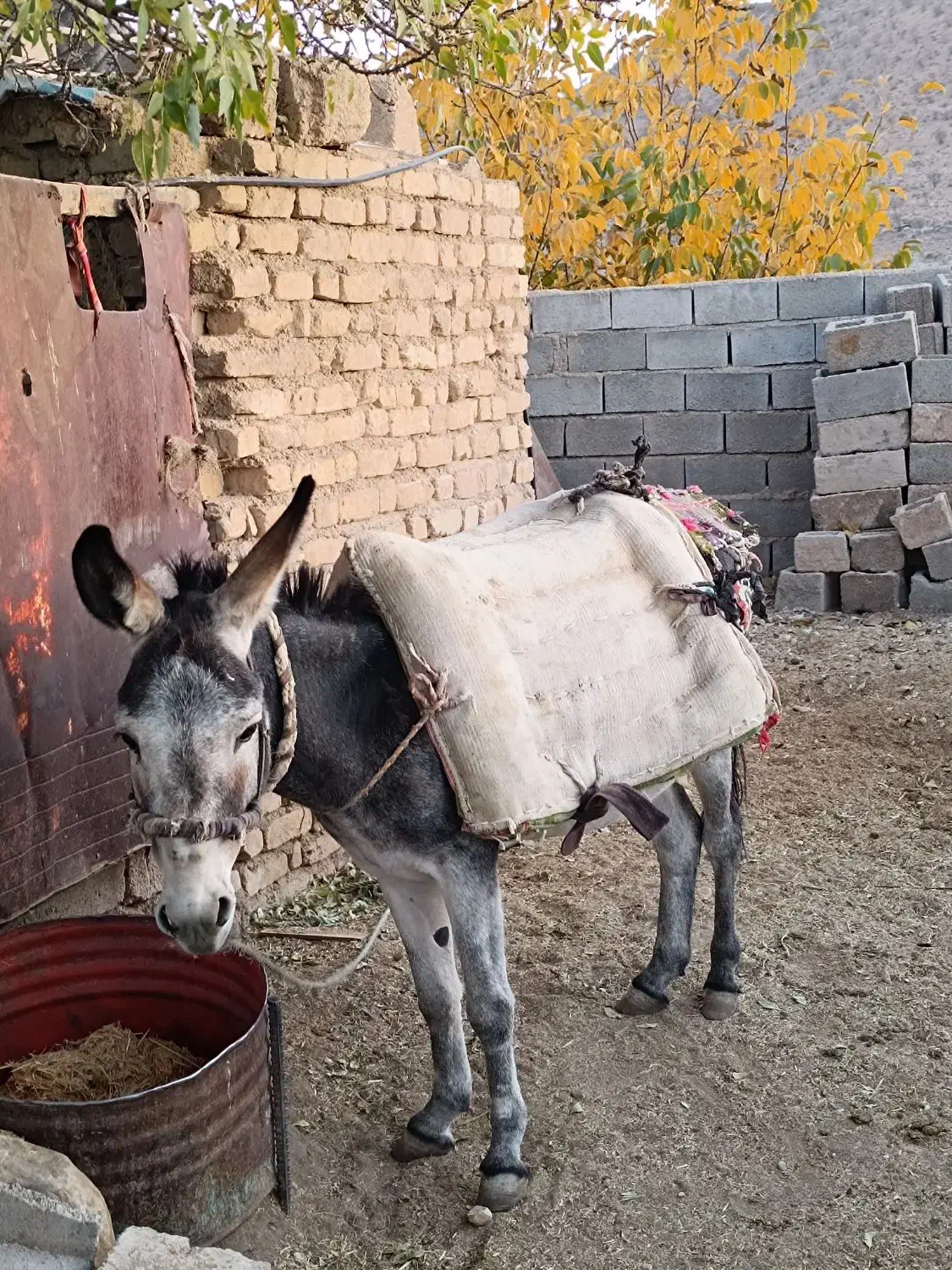 فروش الاغ|حیوانات مزرعه|میمند, |دیوار