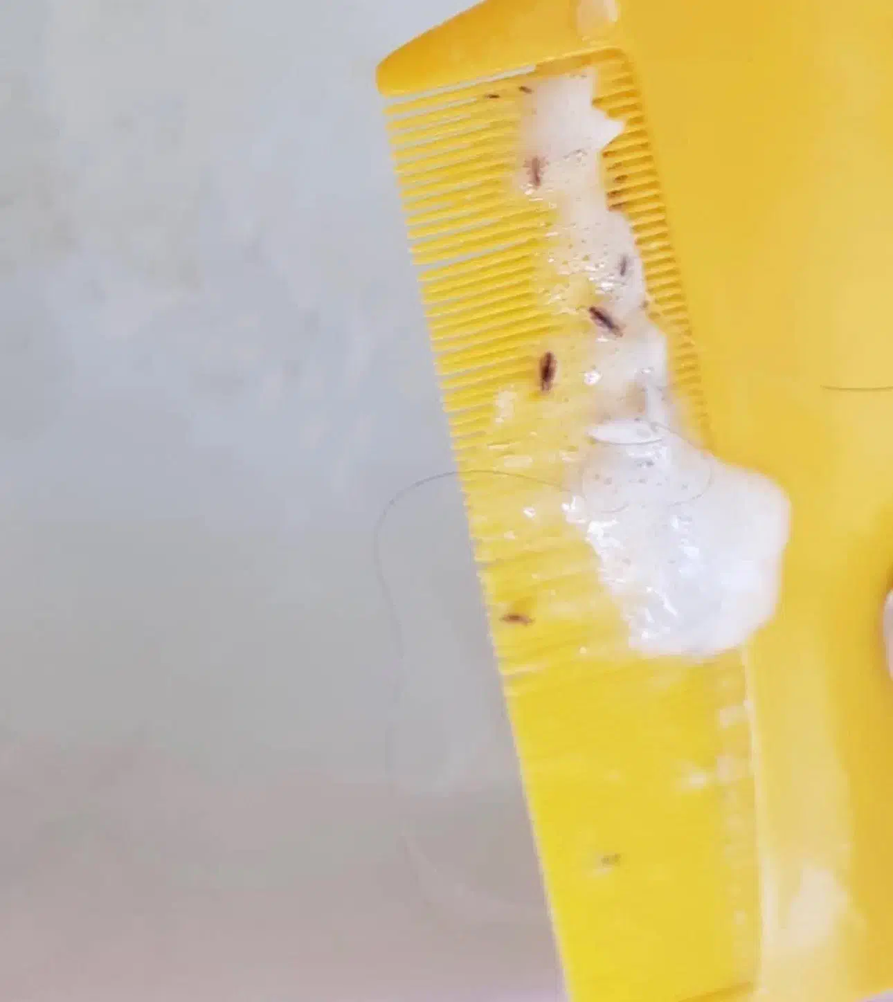 شامپو و قطره شپش و رشک|آرایشی، بهداشتی، درمانی|بابل, |دیوار