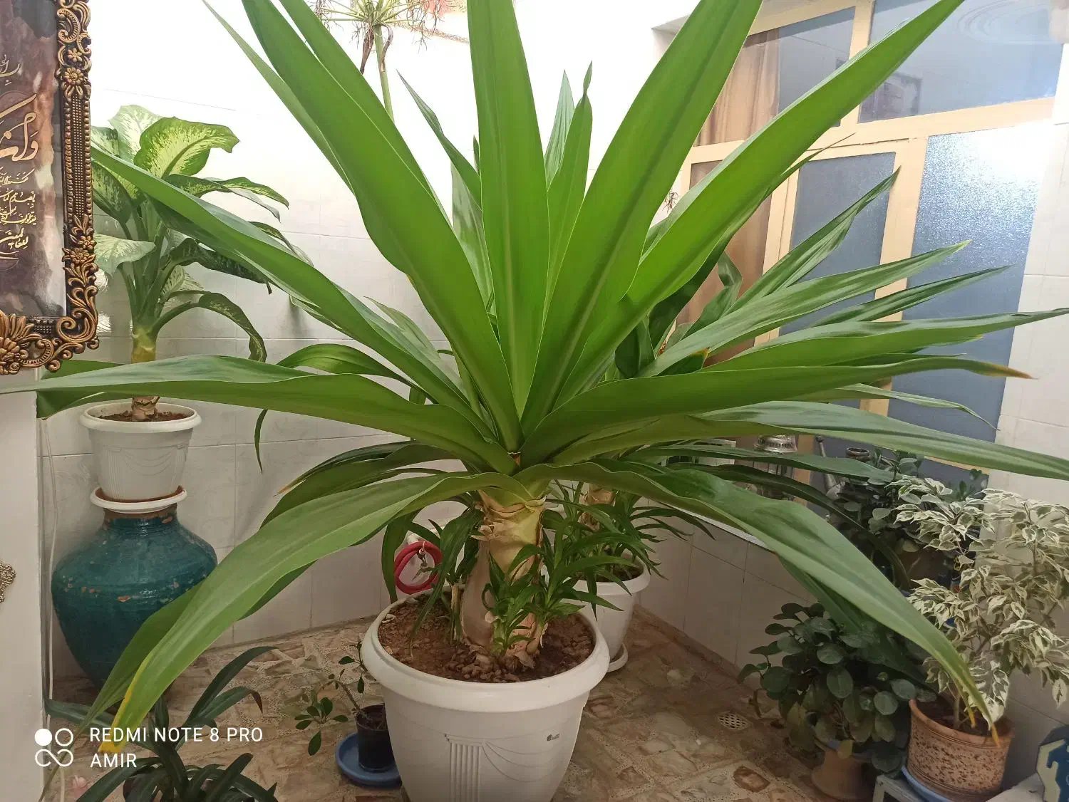 گل ذرتی|گل و گیاه طبیعی|آباده, |دیوار