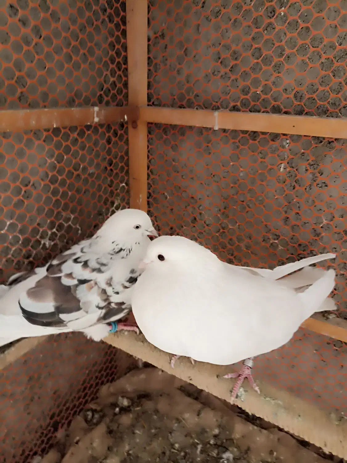 کفتر کبوتر|پرنده|گلستان (تهران), |دیوار