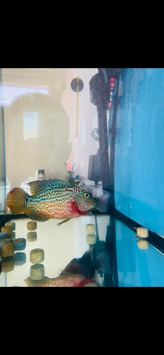 فلاور|ماهی|اهواز, کوروش|دیوار