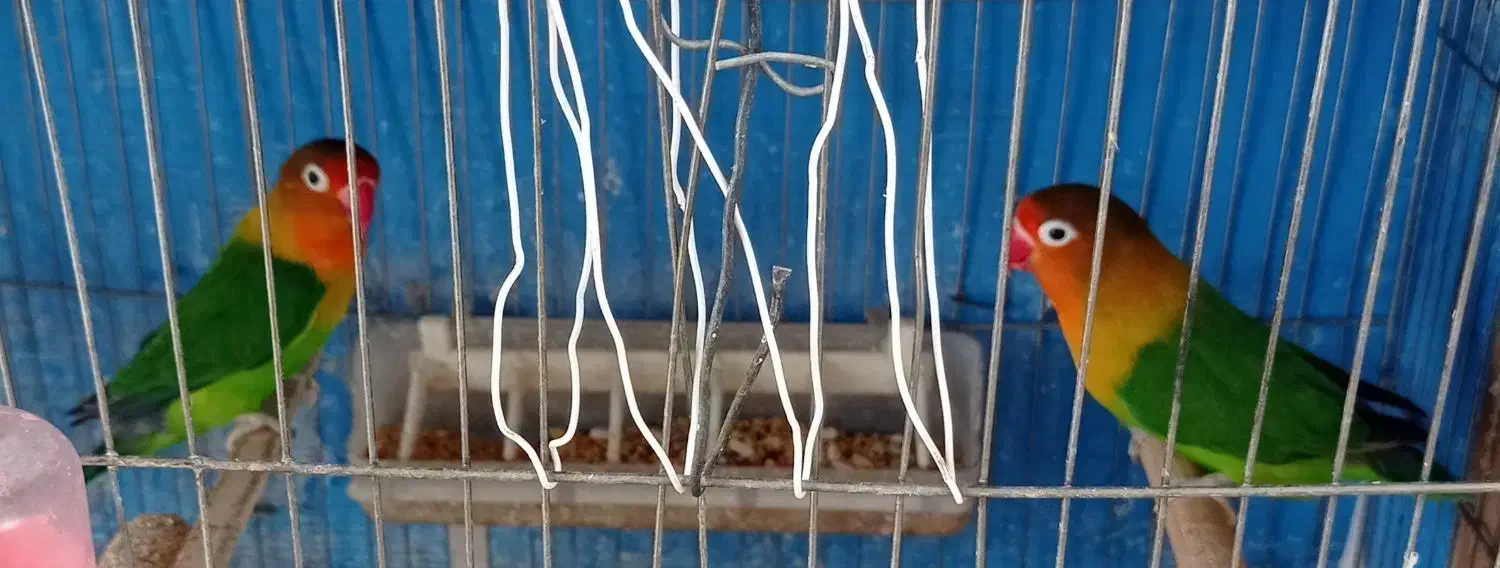 عروس هلندی کوتوله|پرنده|سبزوار, کهنه آب|دیوار