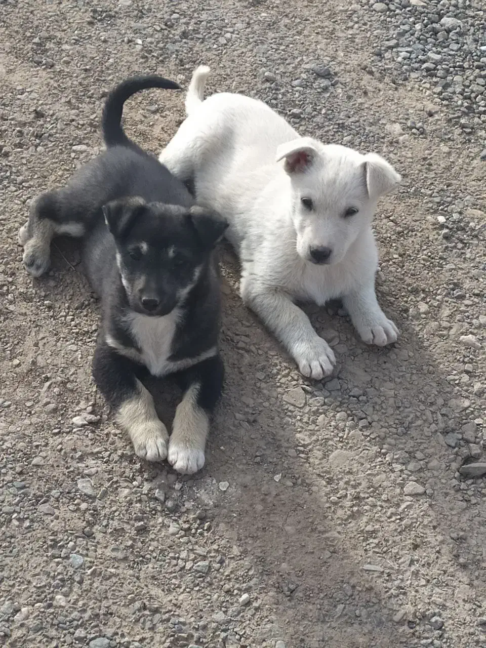 کوچوک پاپی|سگ|تربت جام, جامرود|دیوار