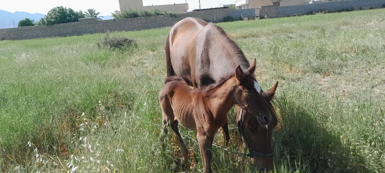 اسب مادیون بنام صنم|اسب و تجهیزات اسب‌سواری|کازرون, |دیوار