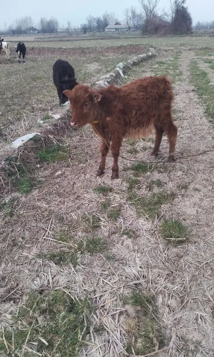 ورزا کچل|حیوانات مزرعه|رشت, حومه رشت|دیوار