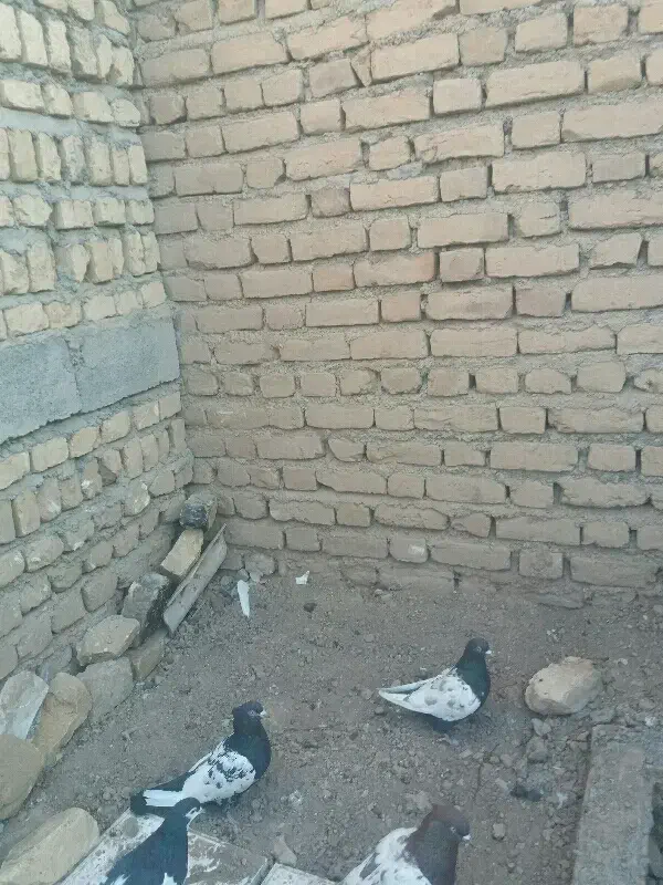 کفتر سینه سیاه|پرنده|بردسکن, |دیوار