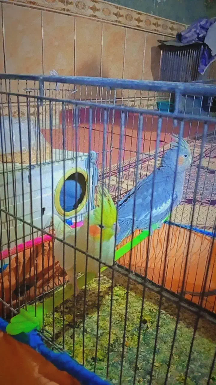 عروس هلندی لوتینو بالغ|پرنده|زابل, |دیوار