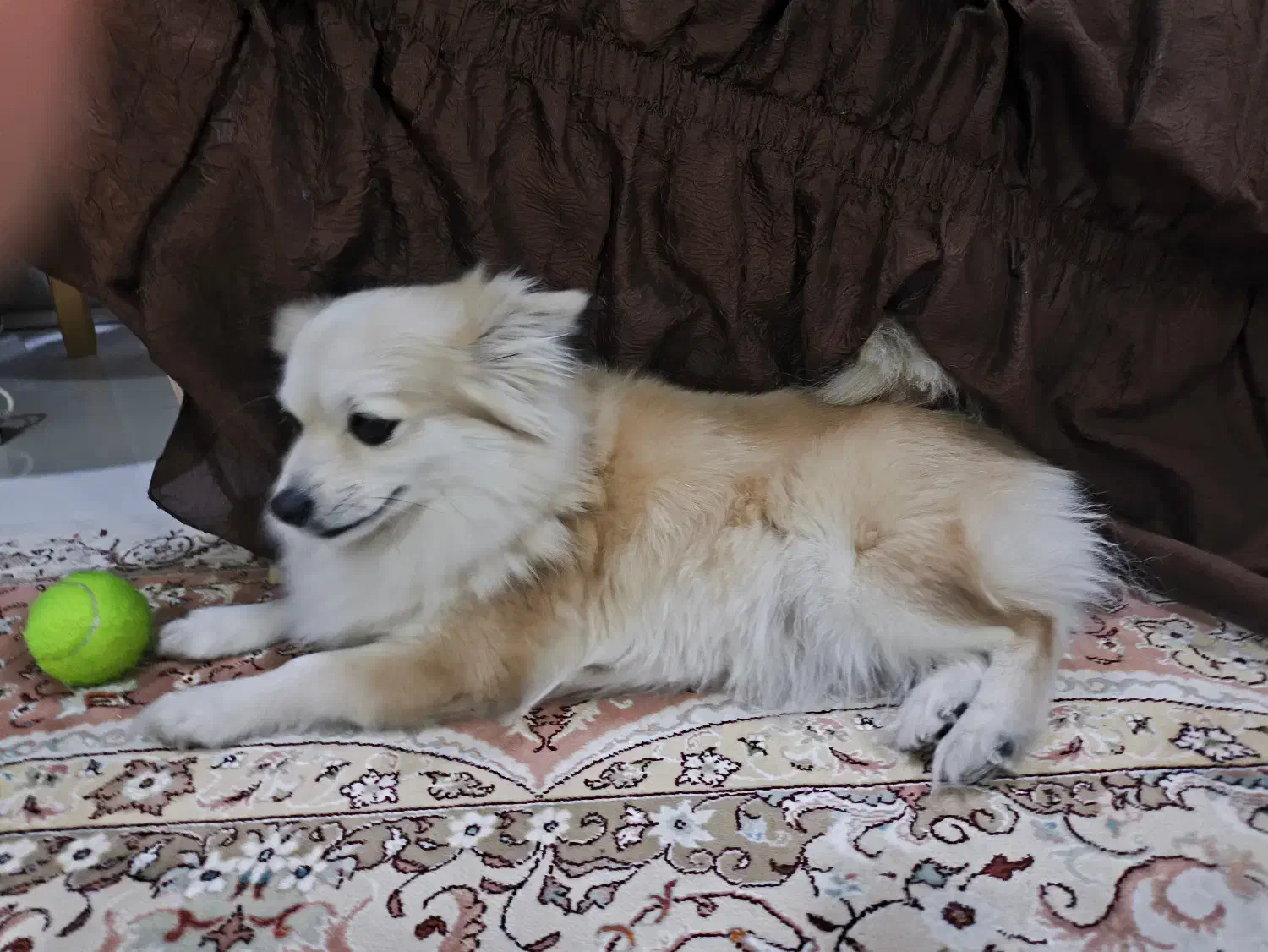 سگ پامر روباهی|سگ|بندر ماهشهر, |دیوار