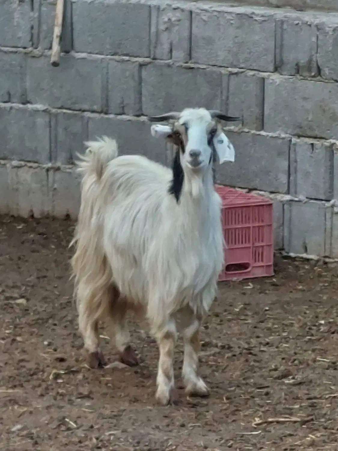 کولار زه اول|حیوانات مزرعه|مرودشت, ثبت احوال|دیوار