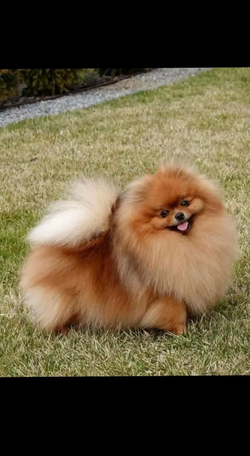 سگ پامر پامرانین نر خرسی (کشش)|سگ|رشت, منظریه|دیوار