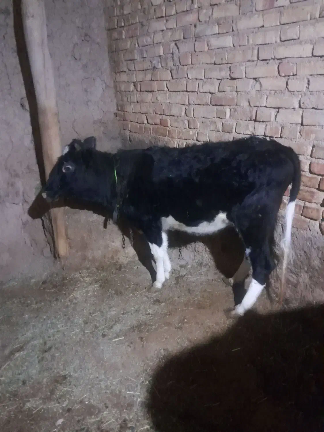 ۱۸۰۰۰۰۰|حیوانات مزرعه|تهران, شهرک فردوس (حسینی)|دیوار