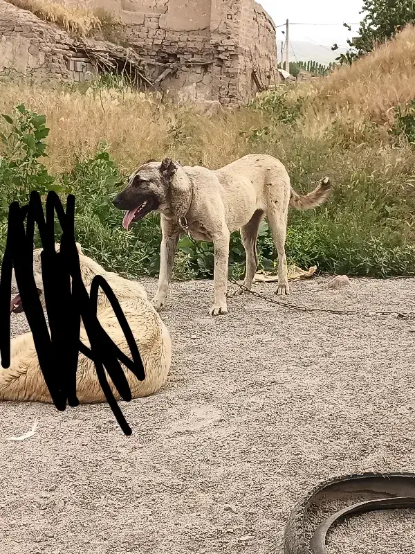 ماده سرابی الان 16 ماهشه|سگ|مشگین شهر, |دیوار