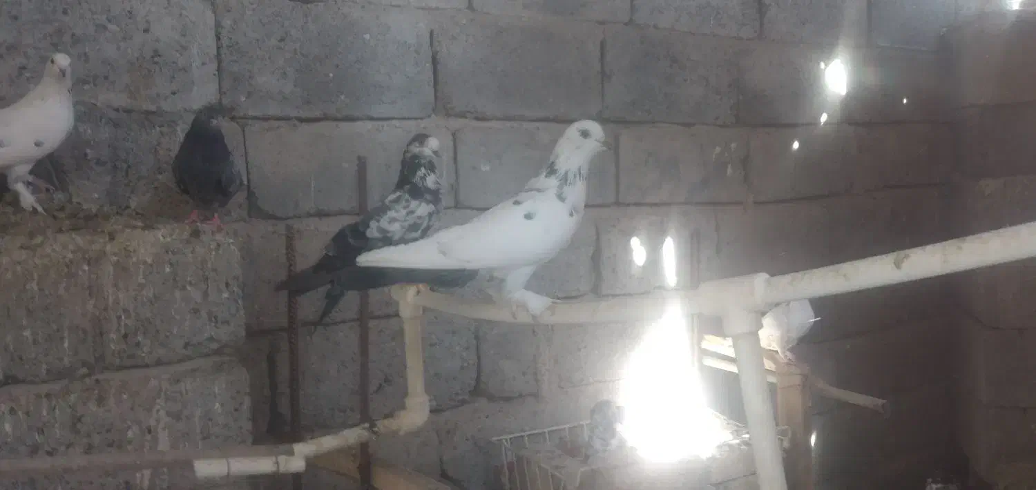 کبوترگره تضمینی|پرنده|میناب, |دیوار