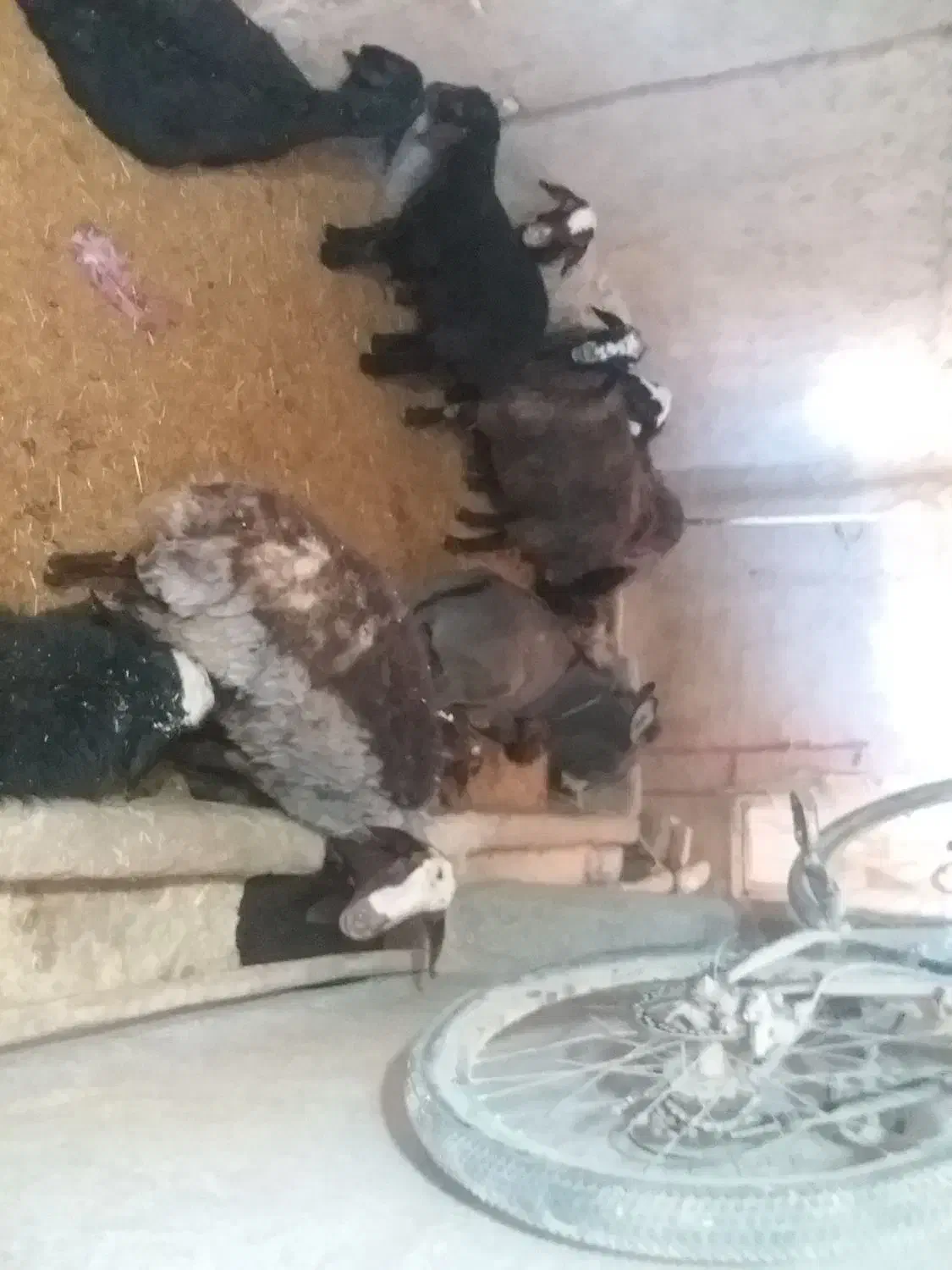 کره الاغ ماده|حیوانات مزرعه|کمیجان, |دیوار