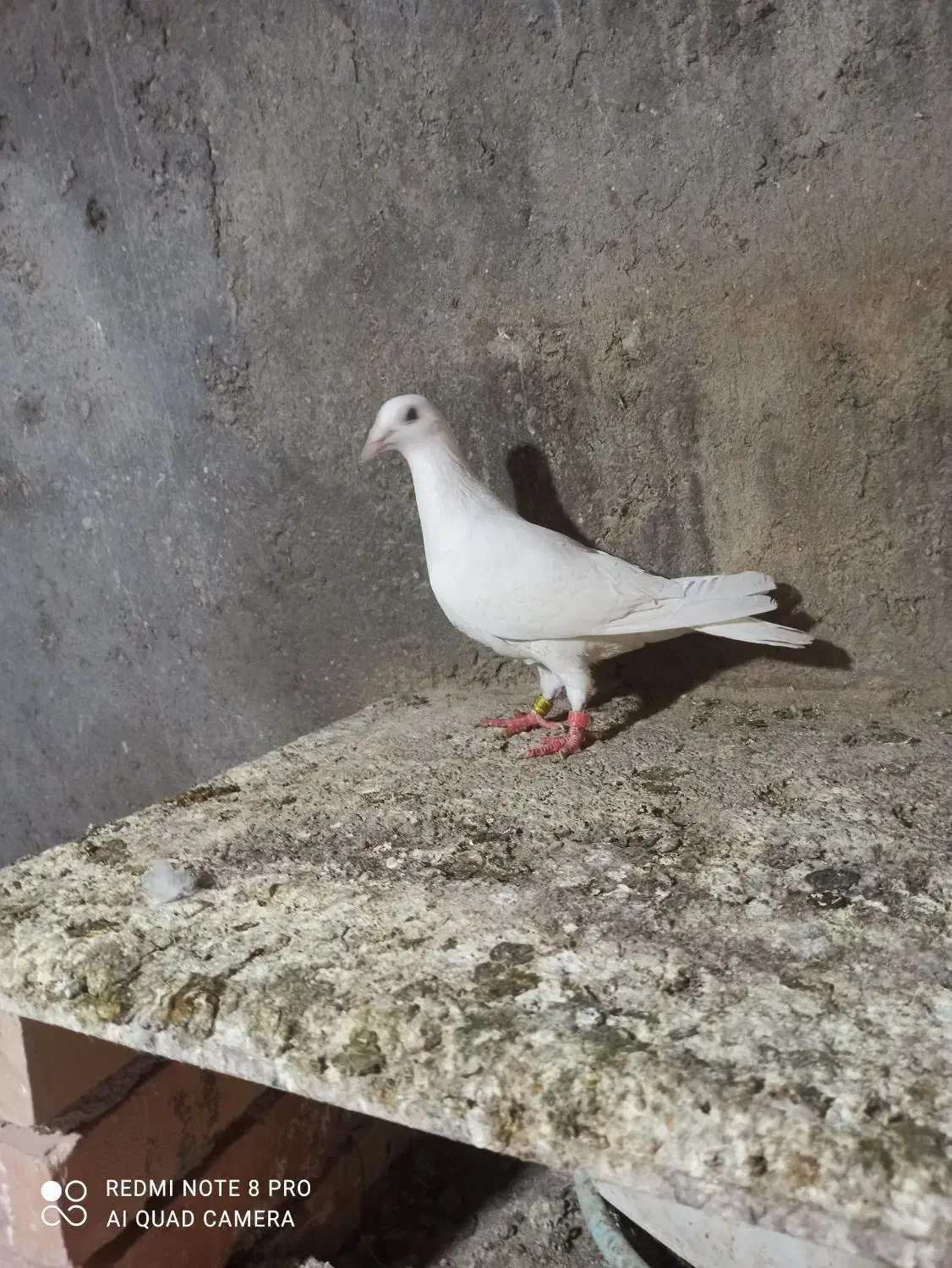 سفید آلمانی|پرنده|نگین شهر, |دیوار