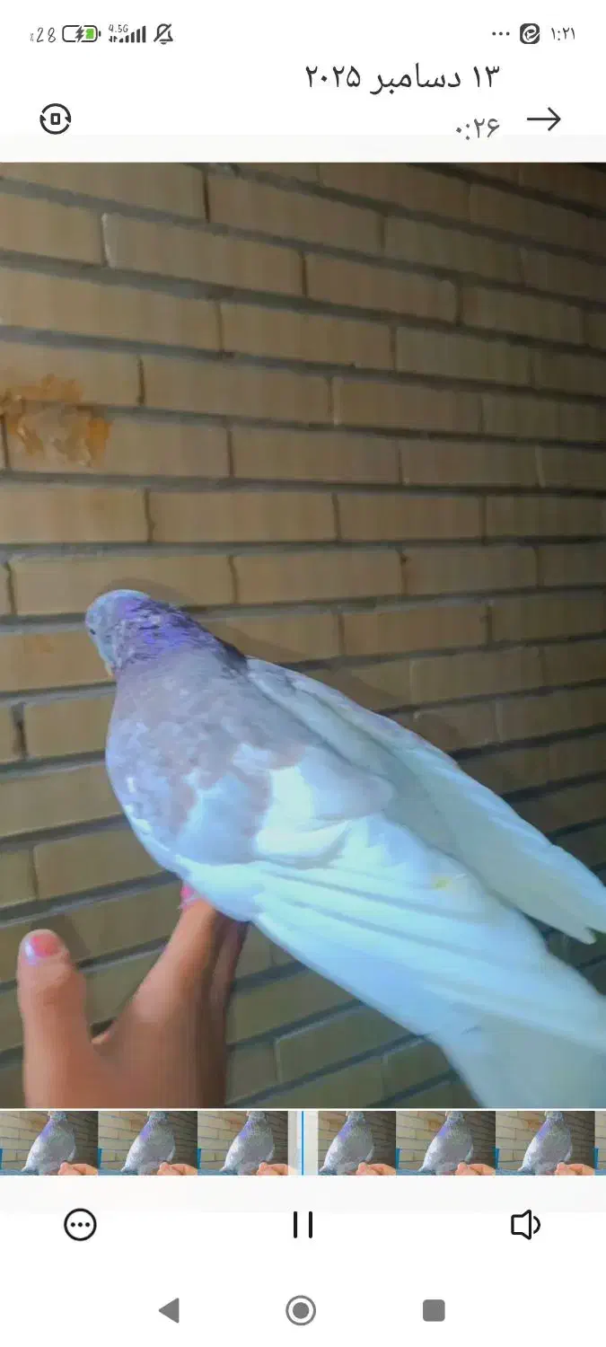 کله ای نر دستی مست فروشی|پرنده|اردکان, |دیوار