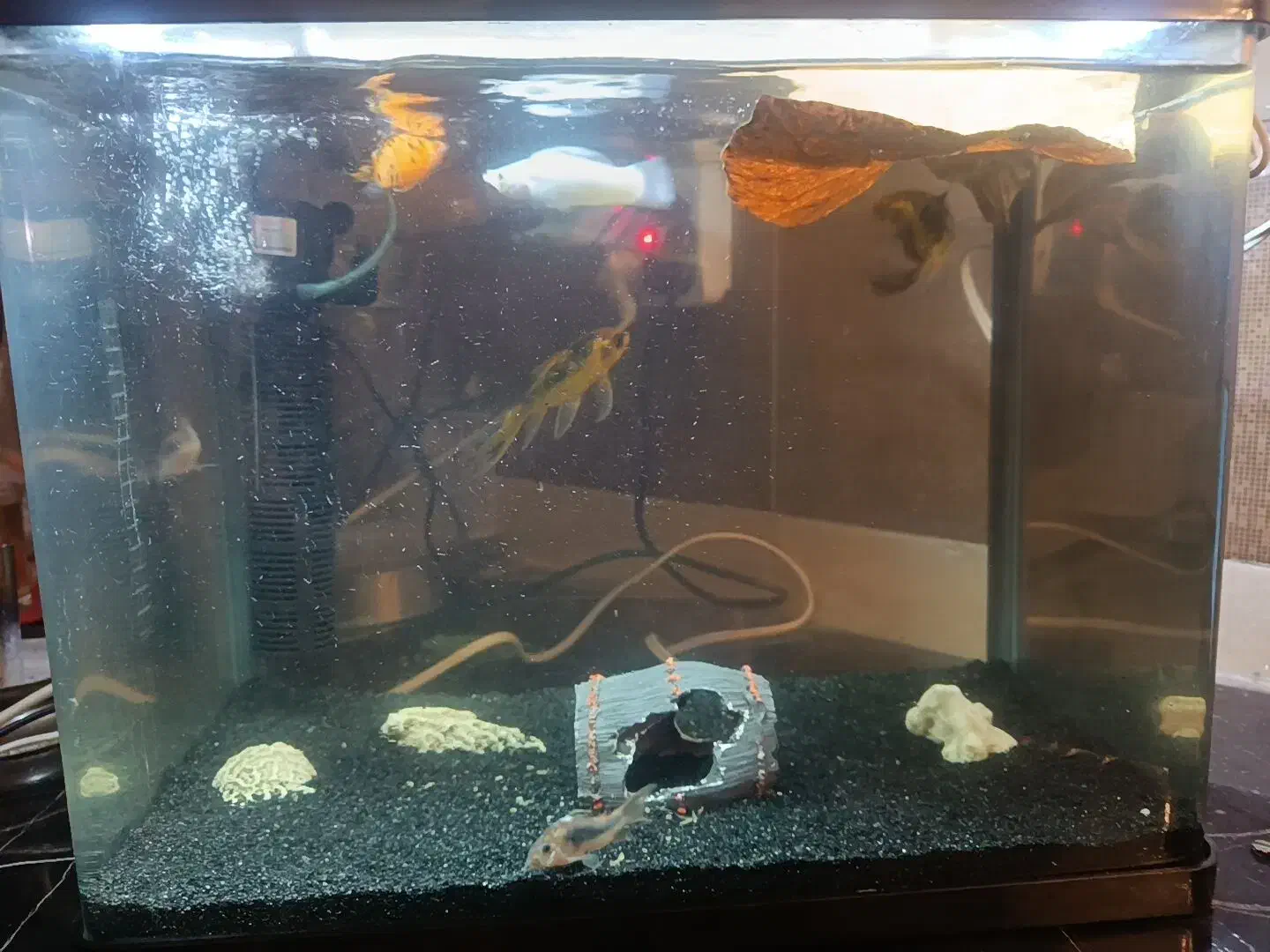 آکواریوم شیشه خم|ماهی|اندیشه, شهرک المهدی|دیوار