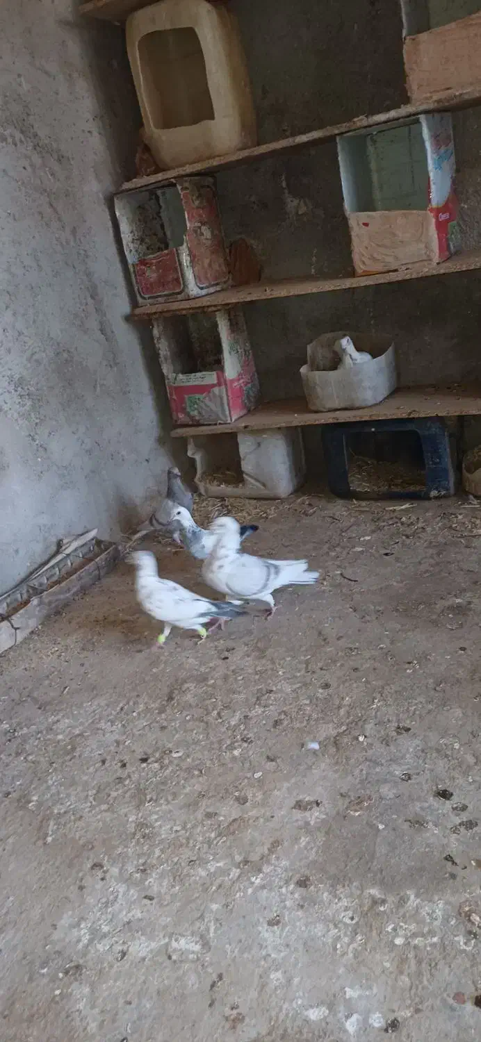 سه عددجوجه کاغذی|پرنده|اسفراین, |دیوار