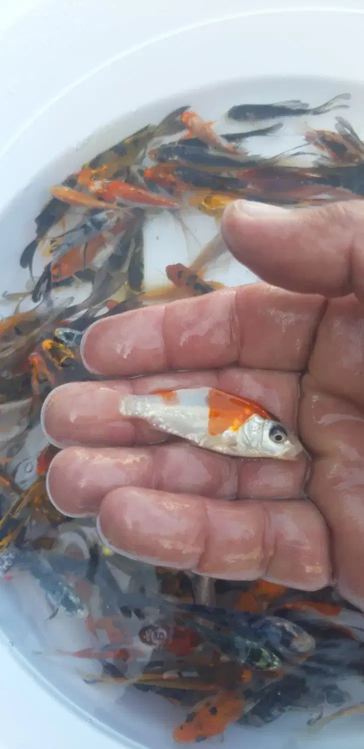 ماهی کوی و قرمز|ماهی|سنگر, |دیوار