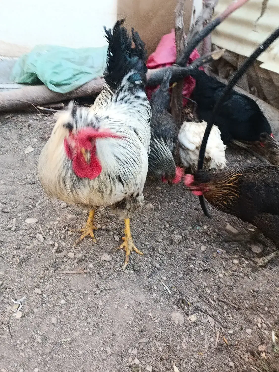 خروس اهلی|حیوانات مزرعه|شاهینشهر, خانه کارگر|دیوار